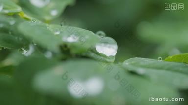 小雨滴在植物上慢镜头